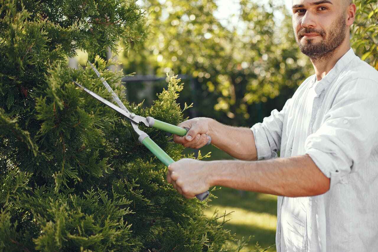 Best Tree Cutting Near Me  in Debary, FL